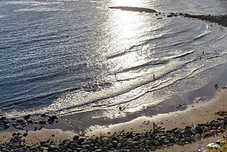 On the hunt for giant microbes along the California coast