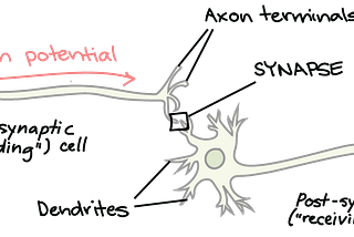 How understanding our brains could be a key factor in achieving AGI?