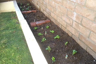 raised garden bed of newly planted lettuce and brussel sprouts