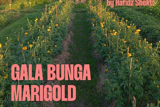 Gala bunga marigold