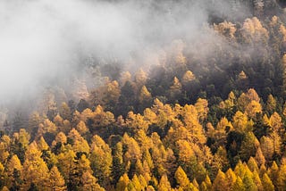 A forest of yellow larches, partly obscured by fog.