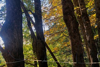 A system of tubes wraps around maple trees in Woodstock, Vermont and will be used to collect sap.