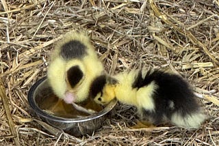 Two little ducklings, yellow and brown, drinking water from a metal bowl, on a bed of straw