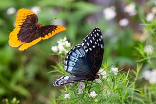 ‘Hey! Diana!’ Flashy butterflies booming in eastern Oklahoma
