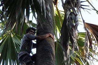 7 Ways to Use Lontar Palm