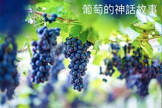 葡萄Grape