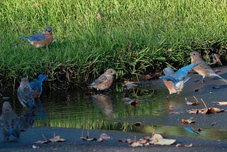 a flock of eastern Bluebirds splash in a puddle in the drive and one standing in the green grass