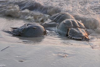 The Horseshoe Crab