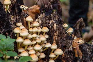 Can Mycelium (Root-like Network of Fungi) Replace Plastics?