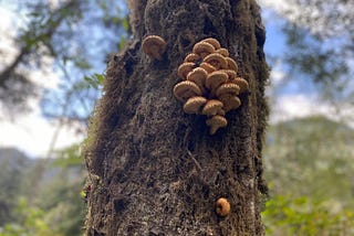 The Magic of Mushrooms