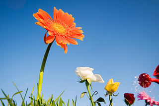 Watering cans a blessing for gardeners