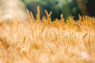 How the Solar Term “Grain in Ear” affects your everyday food!