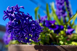 Blooming Sidewalk Therapy And The Healing Art Of A Mindful Walk