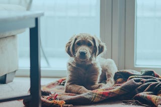 Artificial intelligence to minimize pet insurance waiting periods