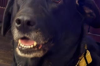Pets Conspire to Steal Soup