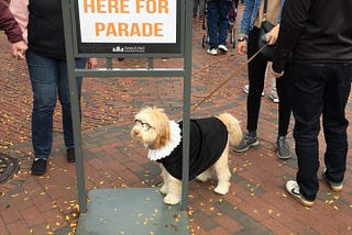 A dog dressed as the American Lawyer Ruth Bader Ginsburg