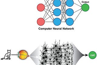 A graphic comparing computer neural networks to human ones