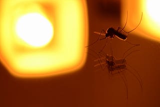 Mosquito haloed in artificial light
