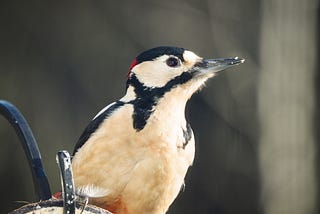 Great spotted woodpecker (male) perched on a cocunut shell filled with fat and seeds hung on a garden feeder.