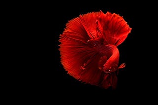 Swim Bladder Disease Betta- Quick How to Cure Guide!