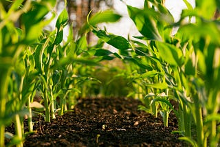 How To Make Compost From Kitchen Scraps