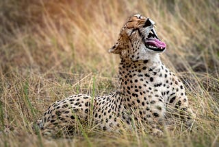 The Gathering: Why the Serengeti is Leaving My “Someday” List