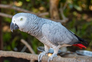 4 Interesting Facts About African Grey Parrots.