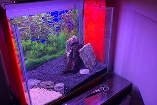 A Journey From Aquascaping