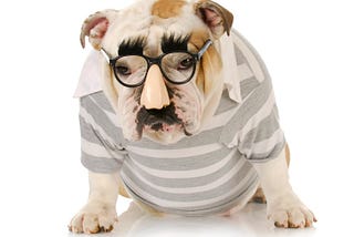 Bull dog wearing striped t-shirt and “Groucho-glasses.”