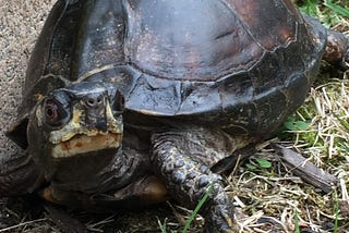 Brown box turtle in the grass with a beige garden brick behind her