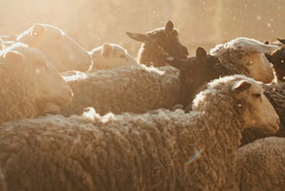 A flock of sheep standing on dirt while the sun beats down. Evergreen trees are in the background.