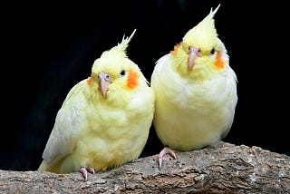 10 Tips for Keeping Your Tame Cockatiel Happy and Healthy