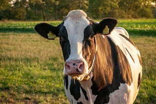 Cows are the World’s Largest Ocean Predator