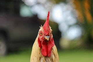 A less-than-cheerful rooster stares into the camera looking, well, miserable.