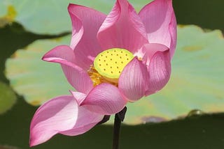 Quelle est la méthode pour faire germer les graines de lotus ?