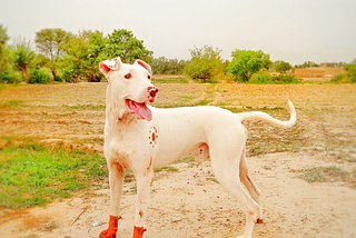 Dogs The Most Loyal And Friendly Companions Of Humans Amongst Animals