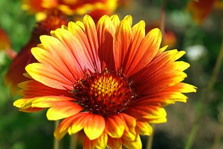 Blanket Flower, Gaillardia: A Burst of Color in the Western Garden