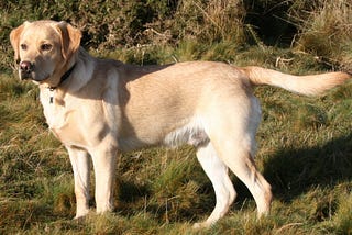 4 best dog breeds for kids.