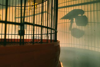 Bird in a cage