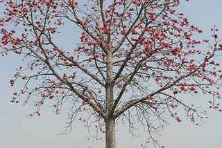 Pedon se Ham Kaise Sans Le Sakte Hain