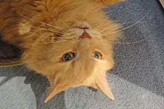 Catness Banner Photo