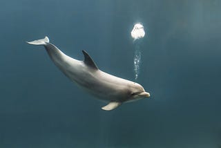 Dolphin blowing bubble underwater
