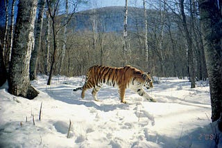 Your Children’s Books Lied to You About Snow Tigers