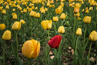 fleur rouge dans un champ de fleur jaune