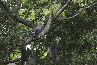 Trocaz delight — Madeira’s unique pigeon