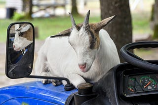 A Bed for a Goat