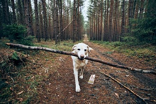 A short tarot reading about a dog