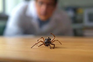 VIDEO: Using Dead Spiders As Robot Hands