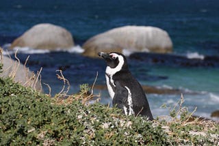 Establishing a new African Penguin Colony