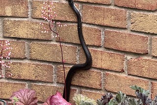 Surprise Visitor in the Garden?